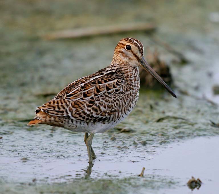 Pintail Snipe - RẼ GIUN Á CHÂU