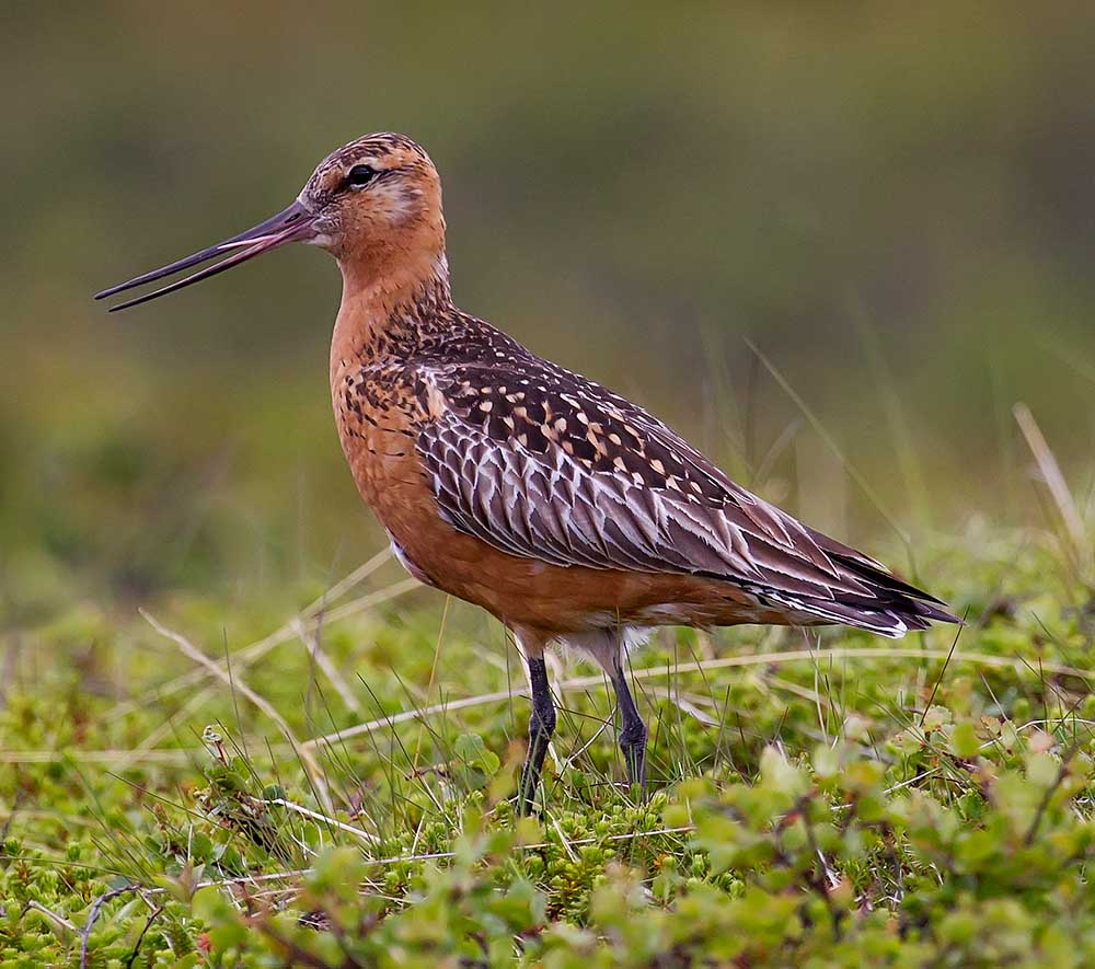 Bar-tailed Godwit - CHOẮT MỎ THẲNG ĐUÔI VẰN