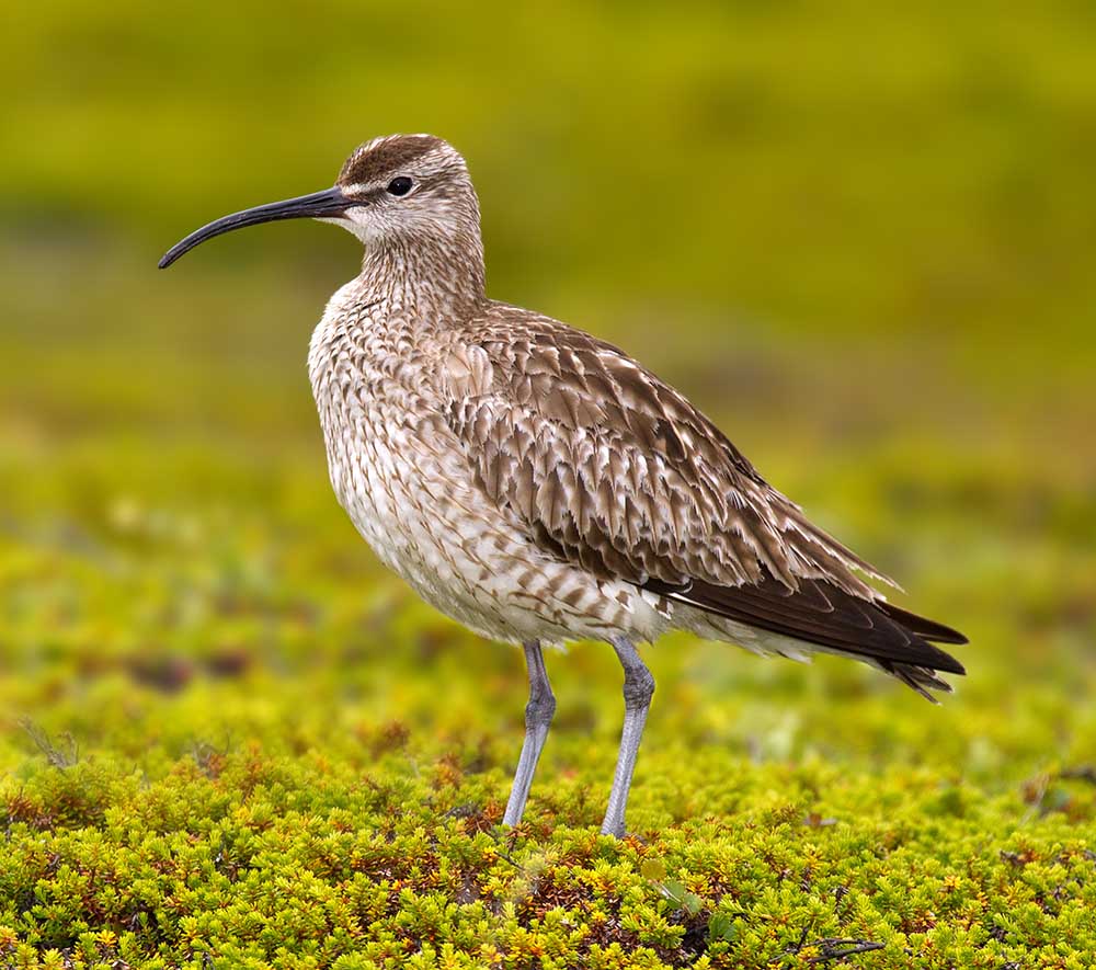 Whimbrel - CHOẮT MỎ CONG BÉ