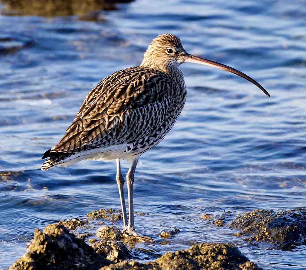 Eurasian Curlew- CHOẮT MỎ CONG LỚN