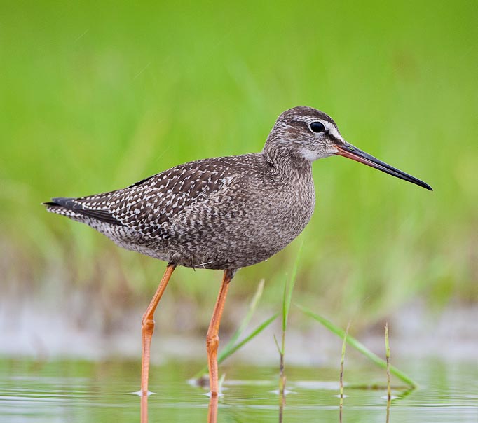 Spotted Redshank - CHOẮT CHÂN ĐỎ