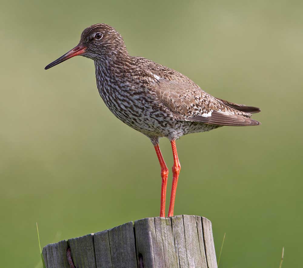 Common Redshank- Choắt nâu