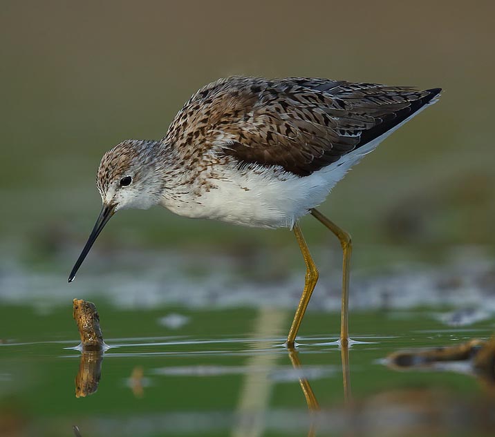 Marsh Sandpiper - CHOẮT ĐỐM ĐEN