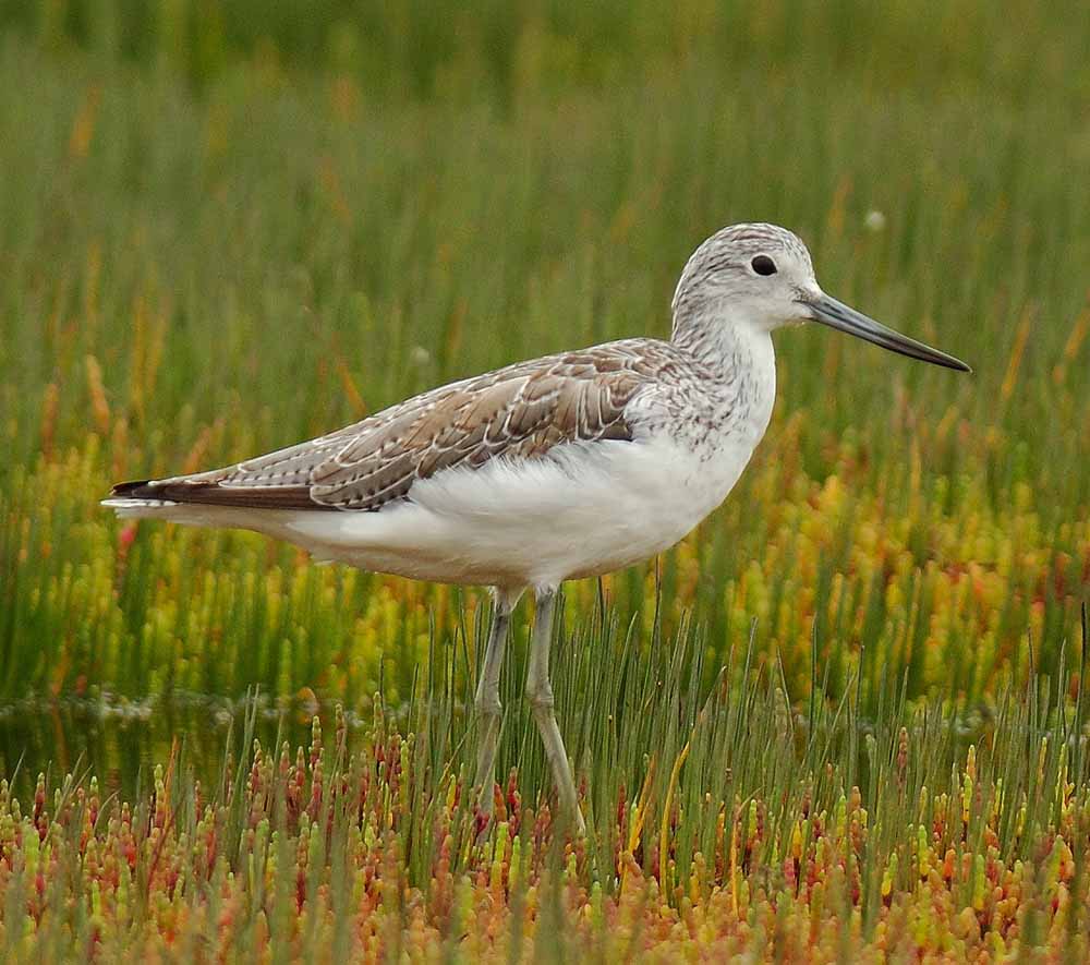 Common Greenshank - CHOẮT LỚN