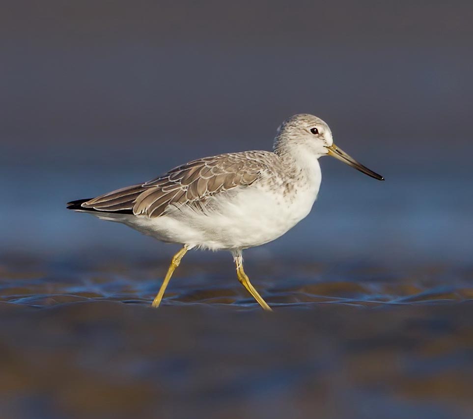 Nordmann’s Greenshank - CHOẮT LỚN MỎ VÀNG