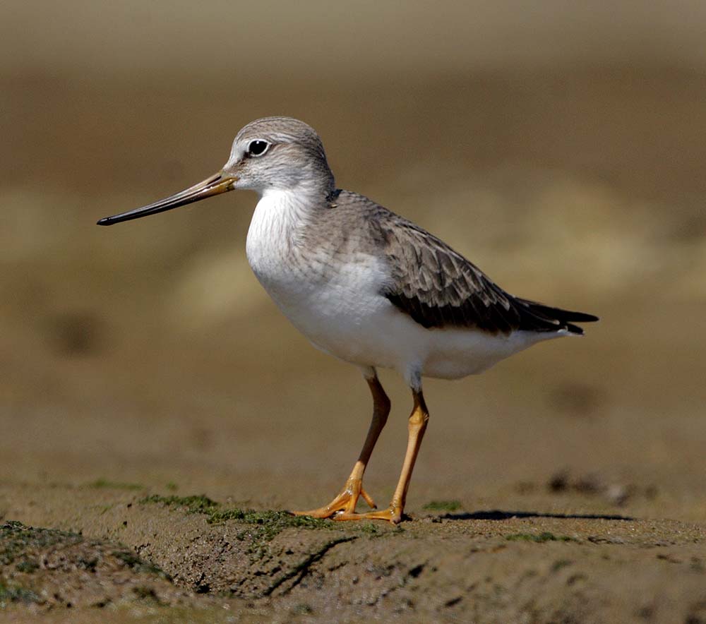 Terek Sandpiper - CHOẮT CHÂN MÀNG BÉ