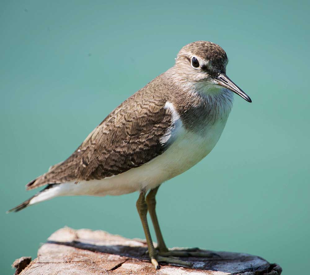 Common Sandpiper - Choắt Nhỏ