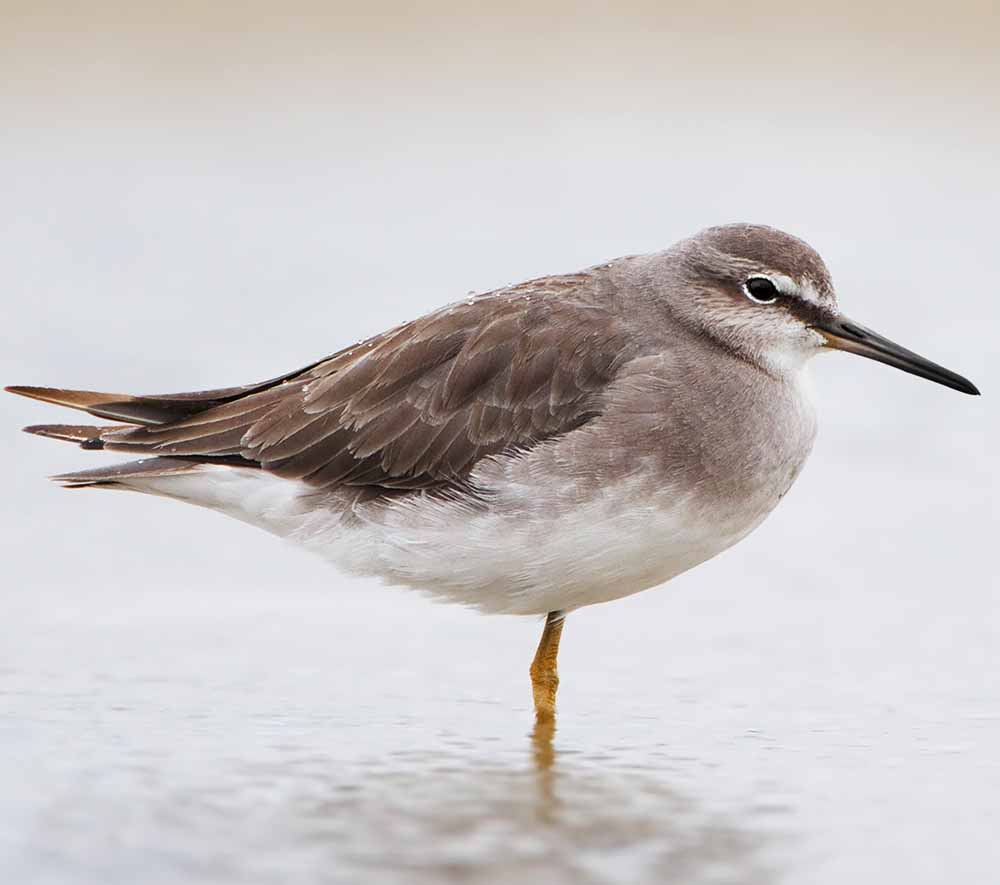 Grey-tailed Tattler - CHOẮT LÙN ĐUÔI XÁM
