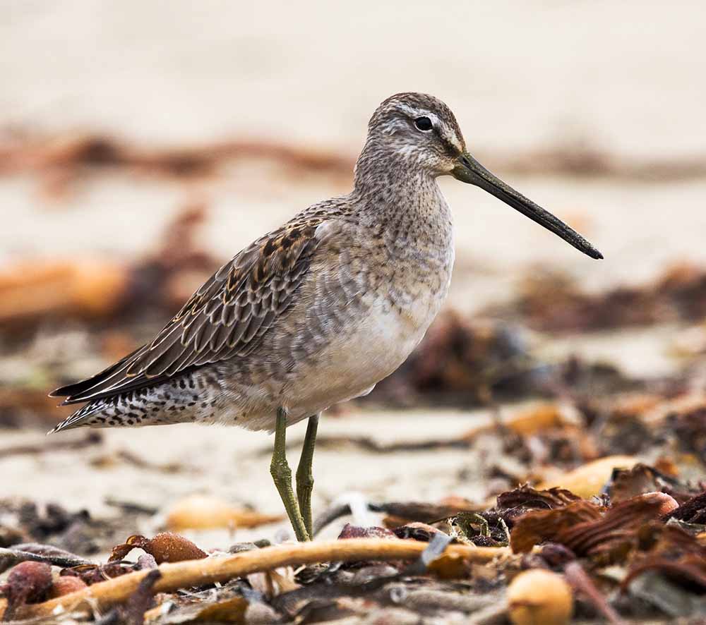 Long-billed Dowitcher - RẼ MỎ DÀI