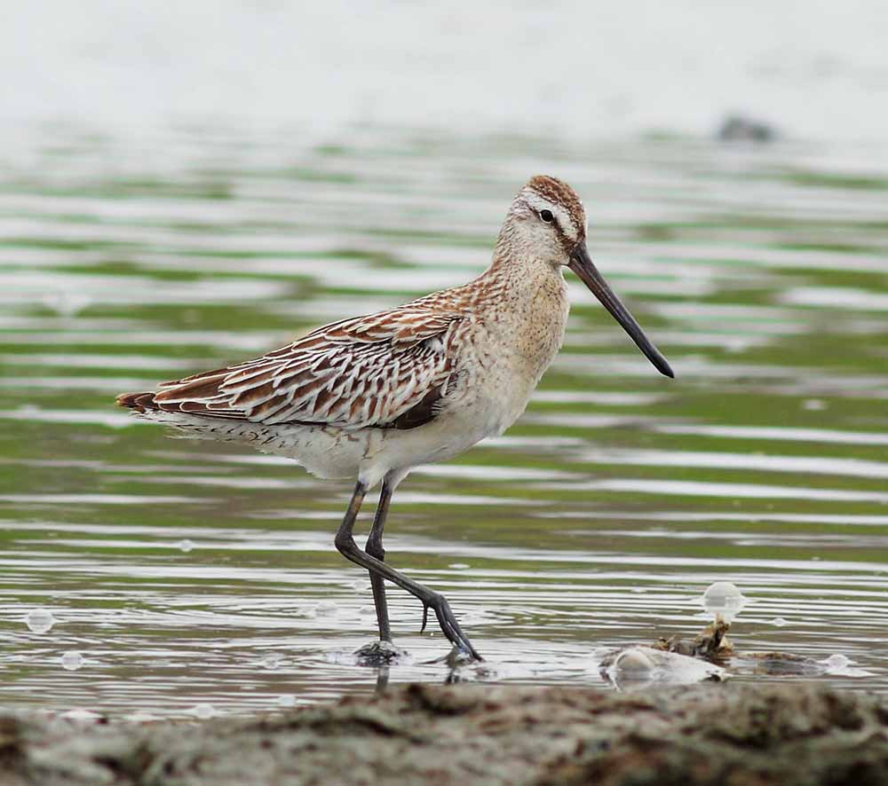 Asian Dowitcher - CHOẮT CHÂN MÀNG LỚN