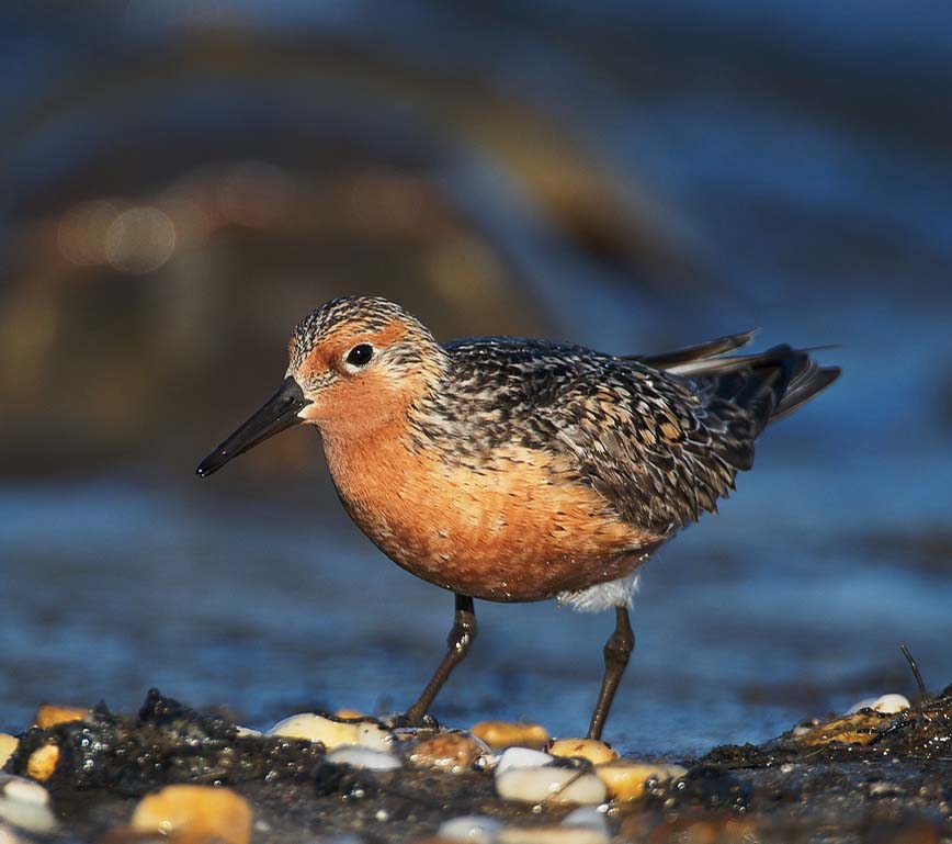 Red Knot - RẼ LƯNG NÂU