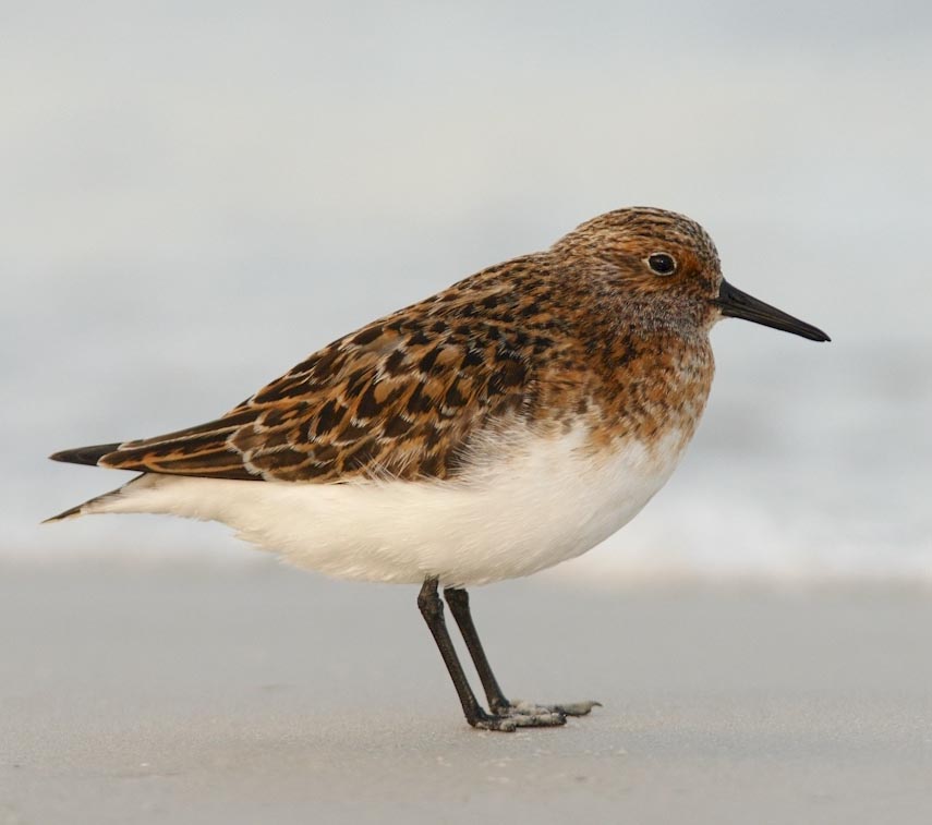 Sanderling - RẼ CỔ XÁM