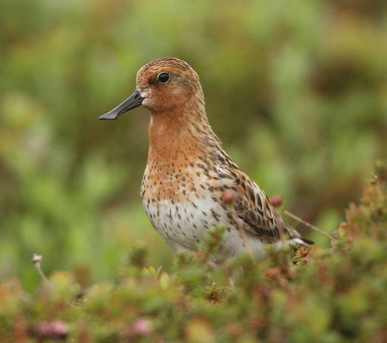 Spoon-billed Sandpiper - RẼ MỎ THÌA