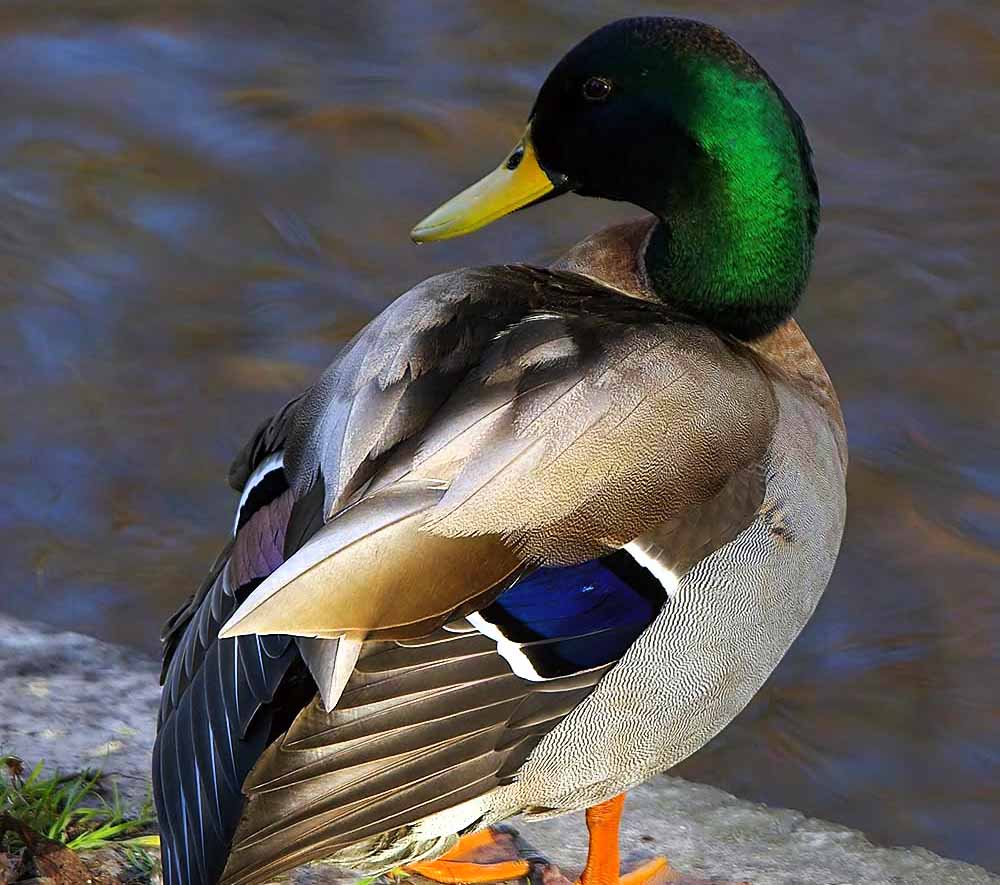 Mallard - VỊT CỔ XANH