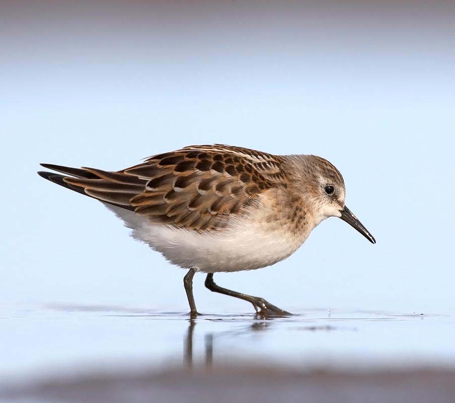 Little Stint - RẼ NHỎ