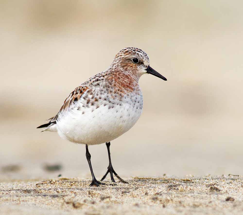 Red-necked Stint - RẼ CỔ HUNG