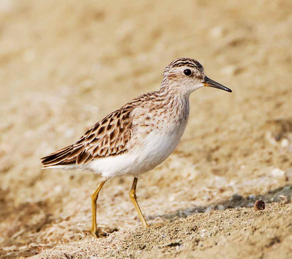 Long-toed Stint - RẼ NGÓN DÀI