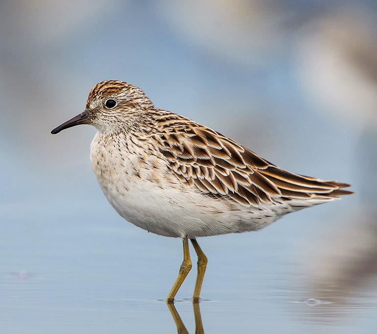 Sharp-tailed Sandpiper - RẼ ĐUÔI NHỌN