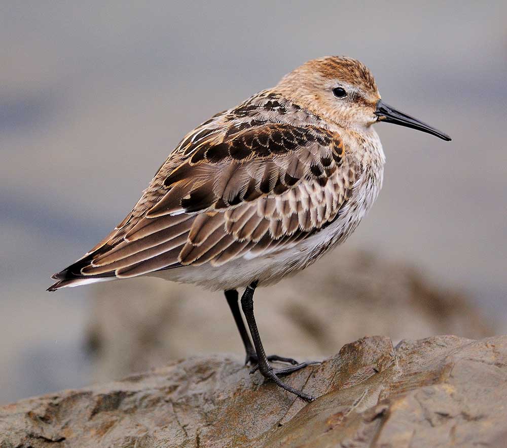 Dunlin - RẼ TRÁN TRẮNG