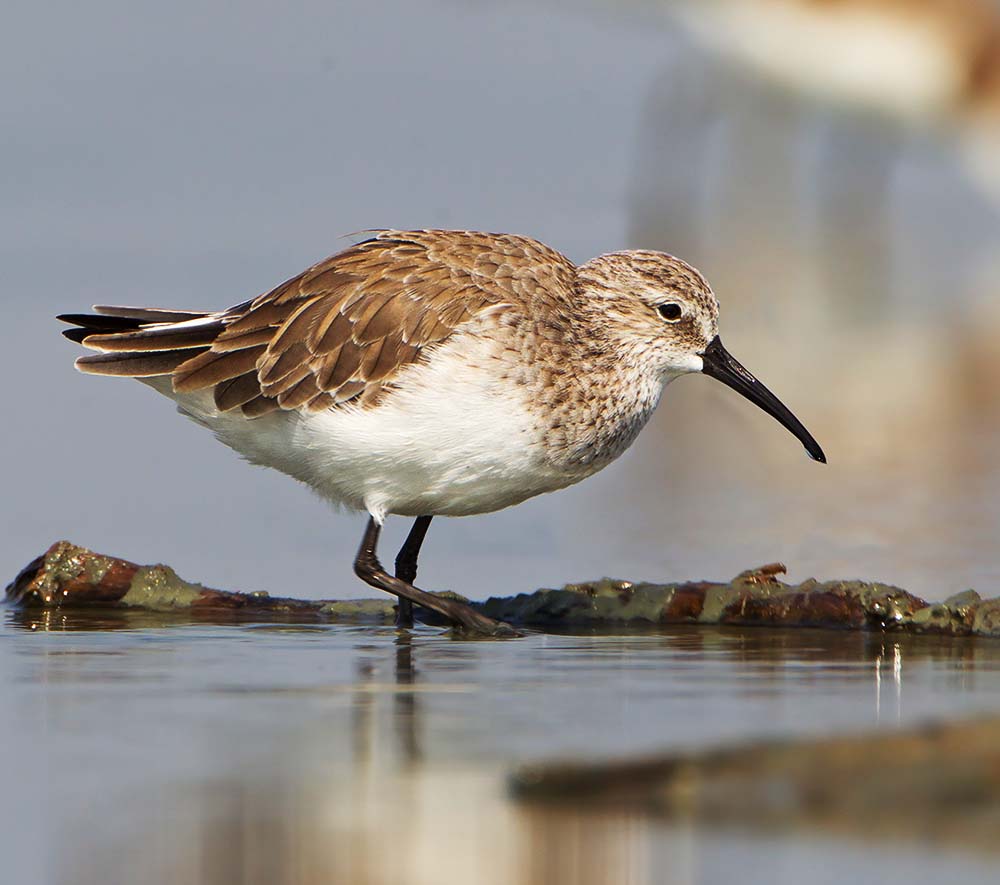 Curlew Sandpiper - RẼ BỤNG NÂU