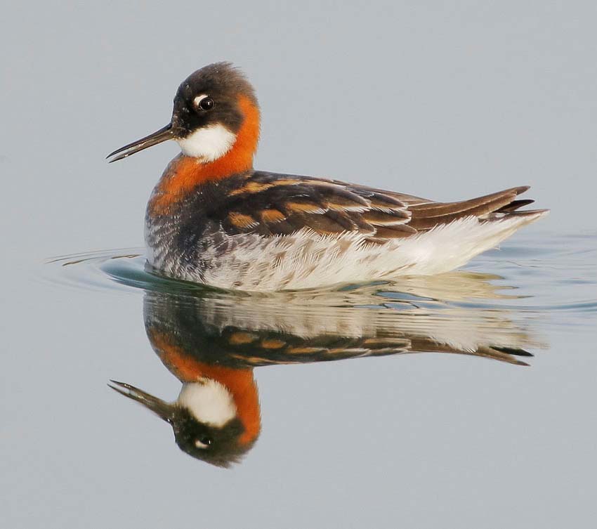 Red-necked Phalarope - RẼ CỔ ĐỎ