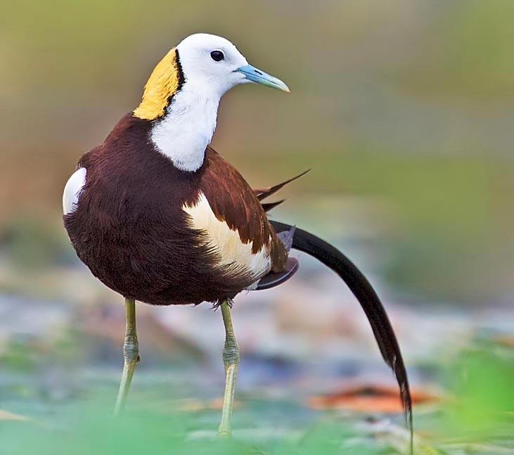 Pheasant-tailed Jacana - GÀ LÔI NƯỚC
