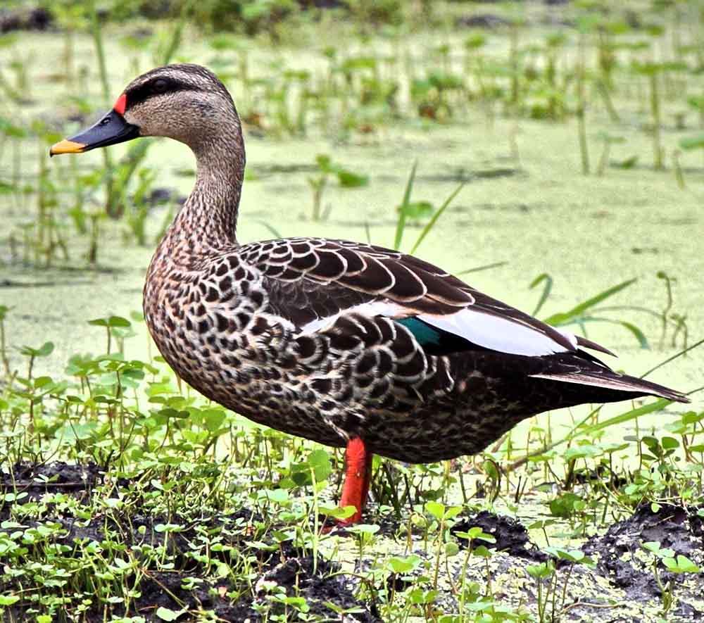 Spot-billed Duck - VỊT TRỜI