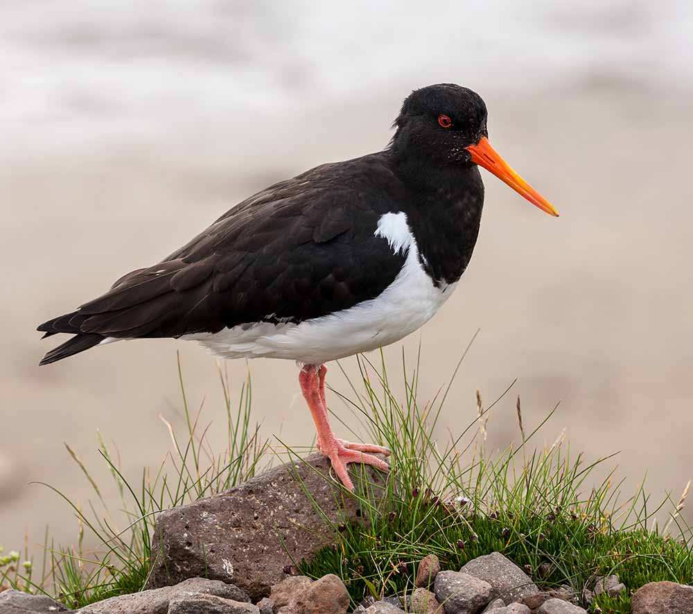 Eurasian Oyster-catcher- CHIM MÒ SÒ