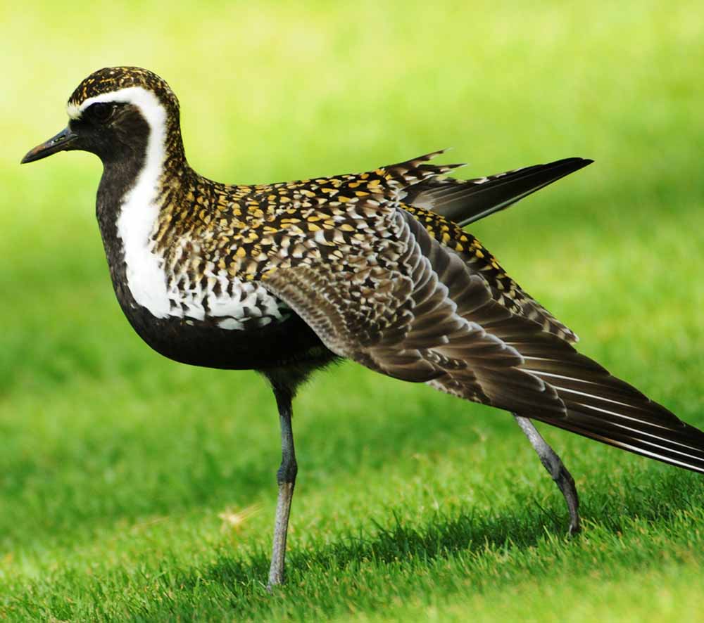 Pacific Golden Plover - CHOI CHOI VÀNG