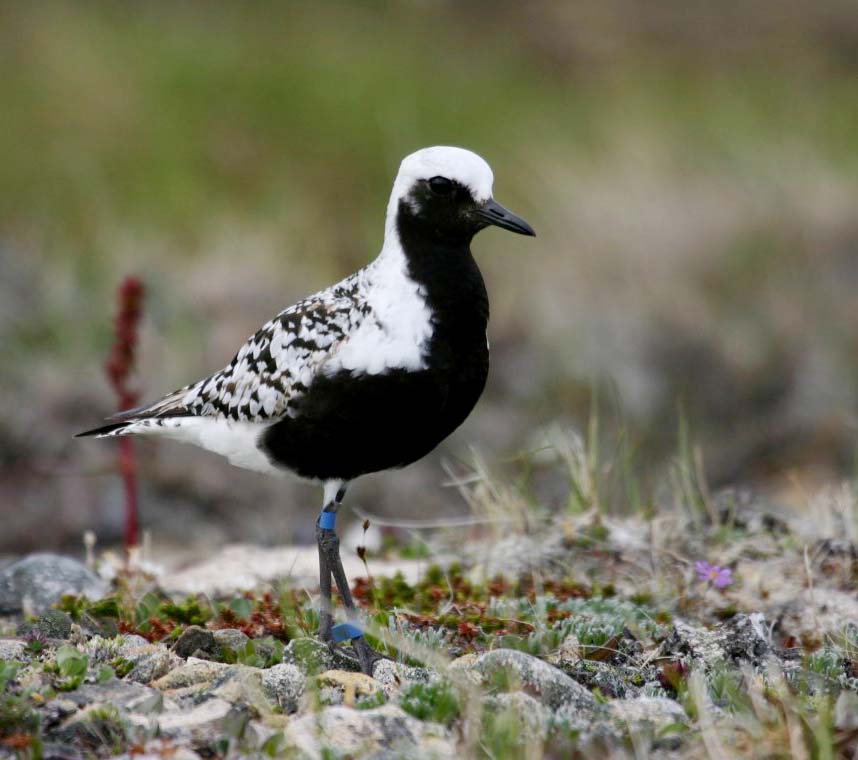 Grey Plover - CHOI CHOI XÁM