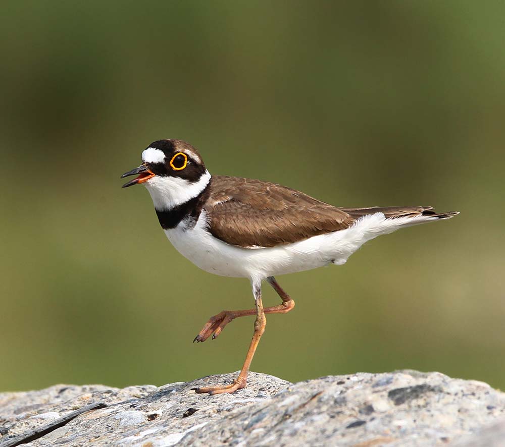 Little Ringed Plover - CHOI CHOI NHỎ