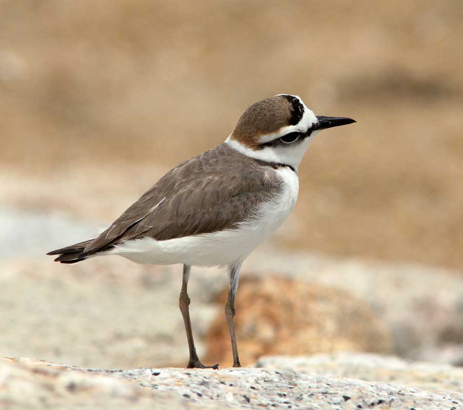 Kentish Plover - CHOI CHOI KHOANG CỔ