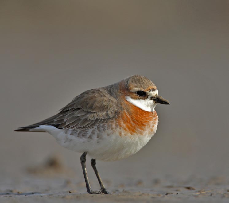 Lesser Sand Plover - CHOI CHOI MÔNG CỔ