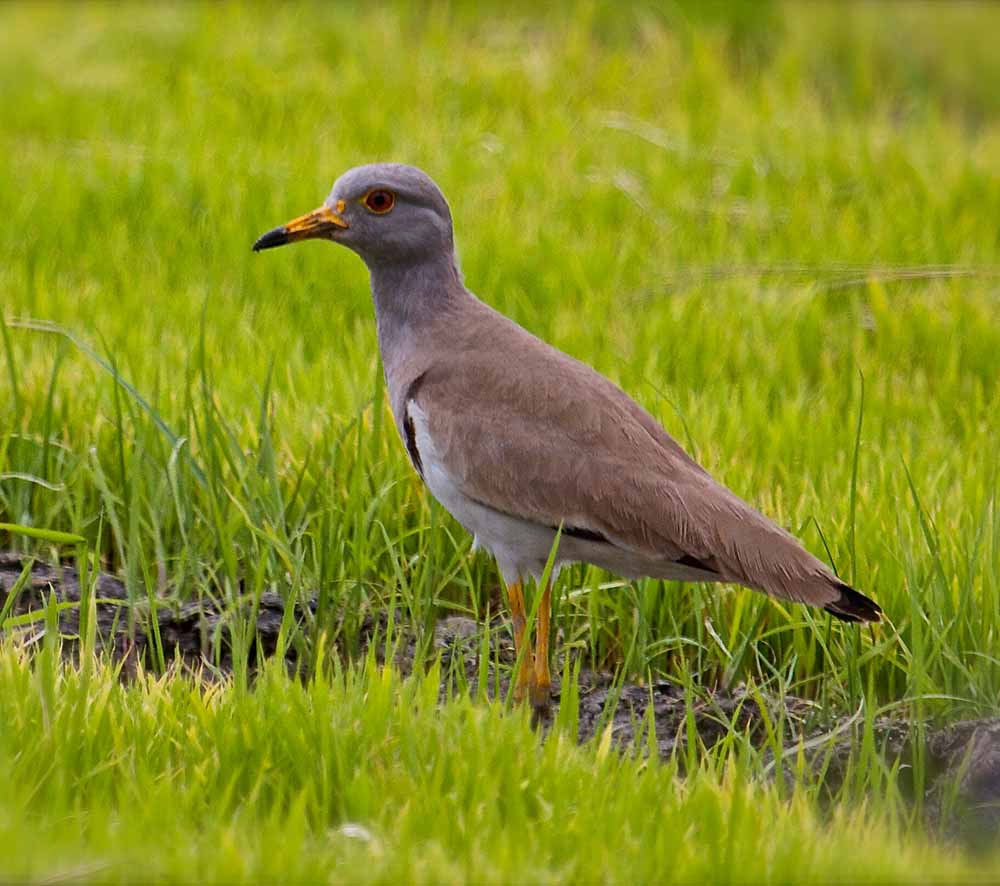 Grey-headed Lapwing - TE VÀNG