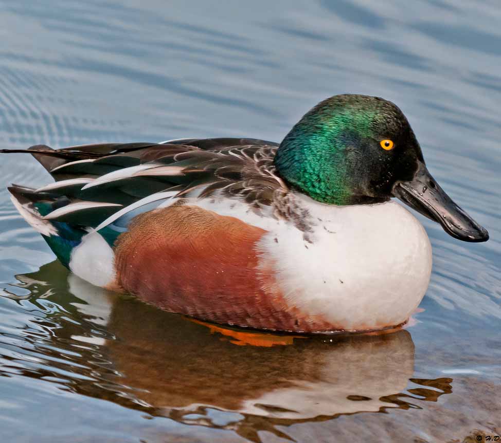 Northern Shoveler - VỊT MỎ THÌA