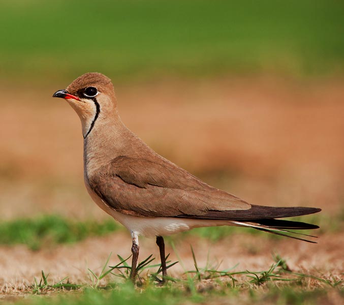 Oriental Pratincole - DÔ NÁCH NÂU