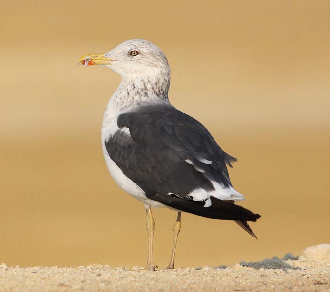 Heuglin's Gull - MÒNG BỂ CHÂN VÀNG