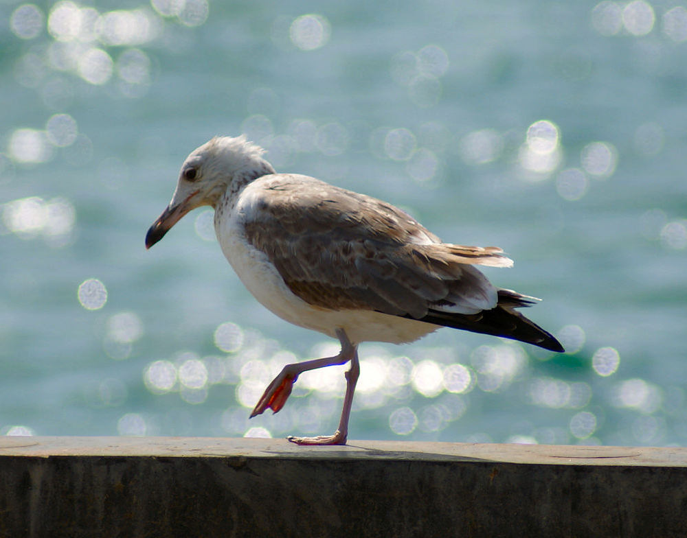 Pallas's Gull - MÒNG BỂ PALLAS