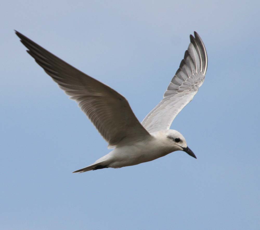 Gull-billed Tern - NHÀN CHÂN ĐEN