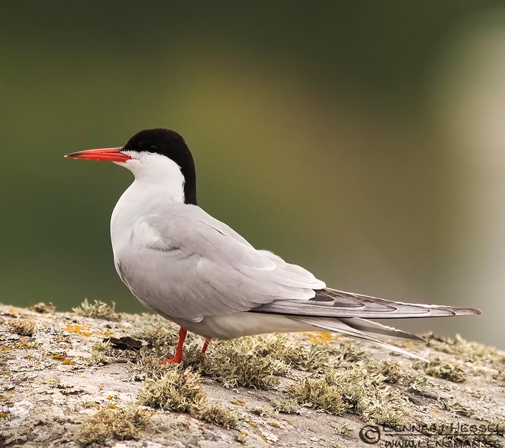 Common Tern- NHÀN