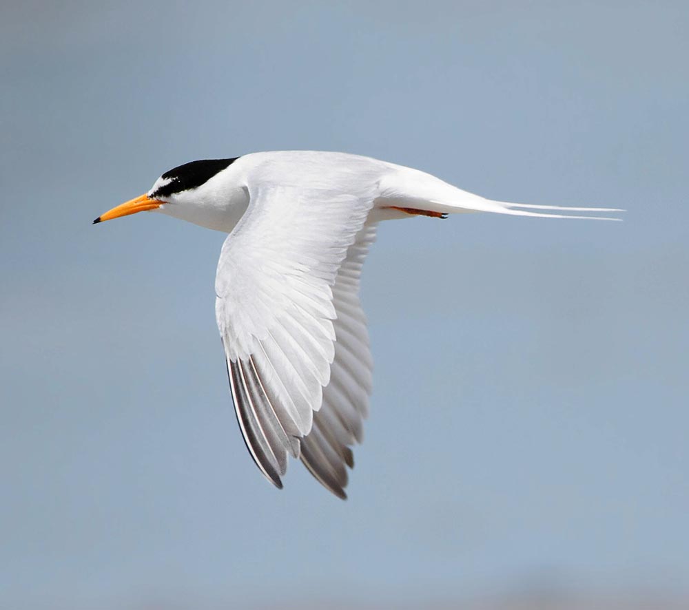Little Tern - NHÀN NHỎ