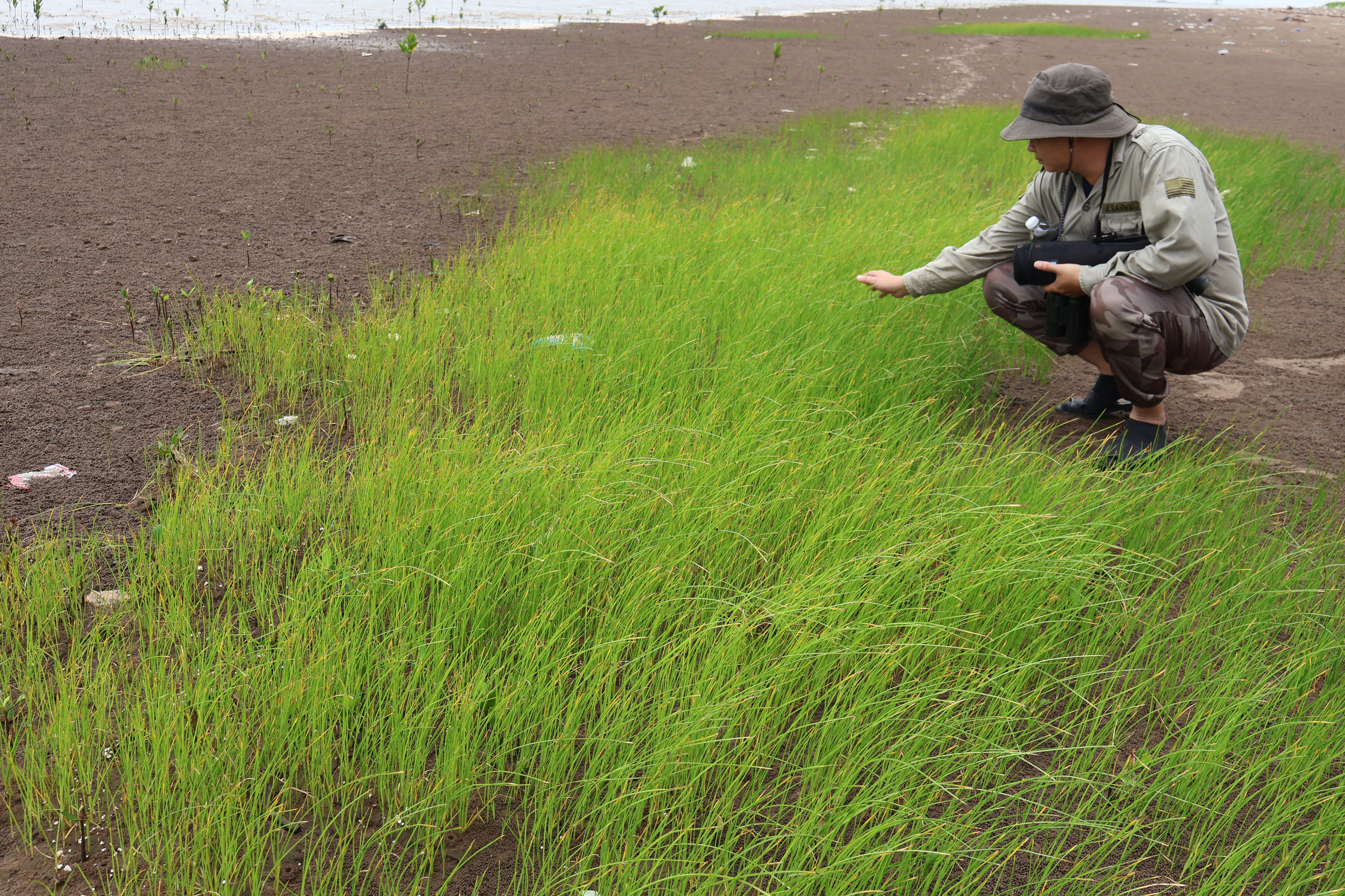 Quần xã ưu thế Cỏ ngạn (Scirpus kimsonensis)