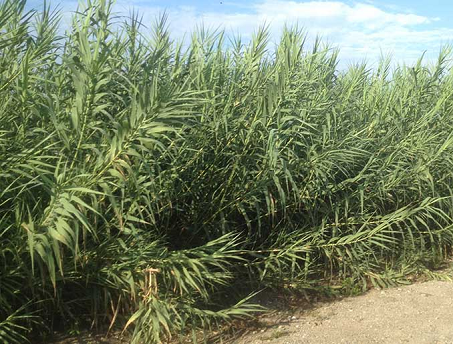 Quần xã Lác nước (Cyperus malaccensis), Cỏ ống (Panicum repens), Sậy (Phramites karka)