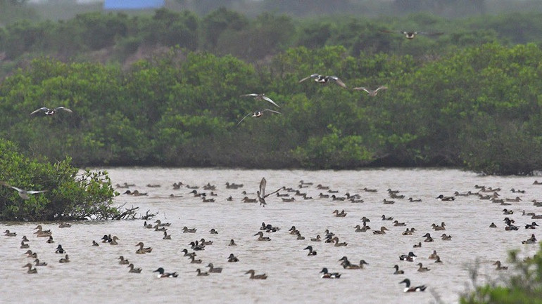 [Ảnh] “Ga chim quốc tế” ở khu Ramsar Xuân Thủy