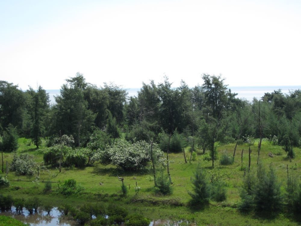 Quần xã rừng trồng Phi lao (Casuarina equisetifolia)