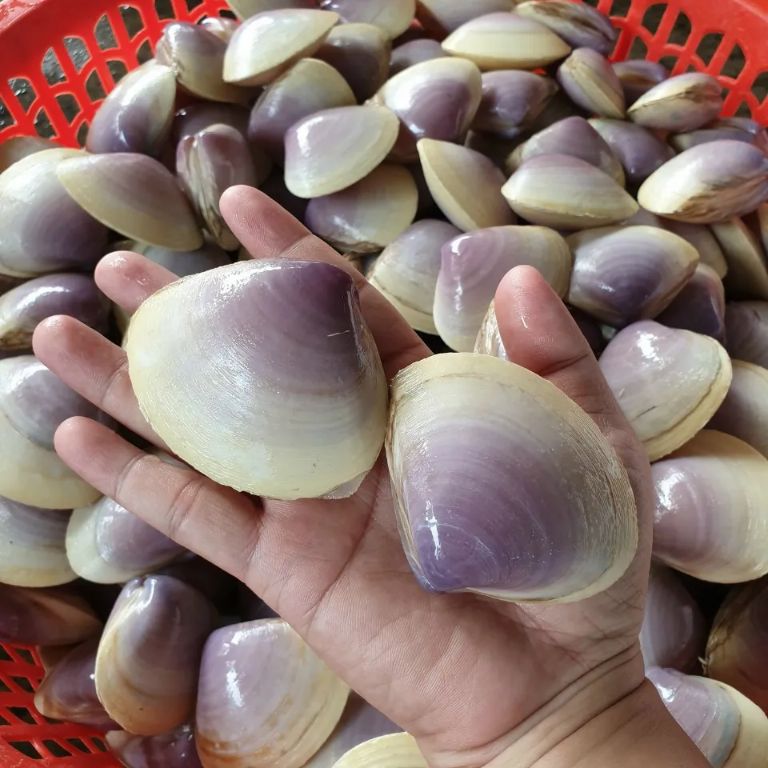 Động vật đáy