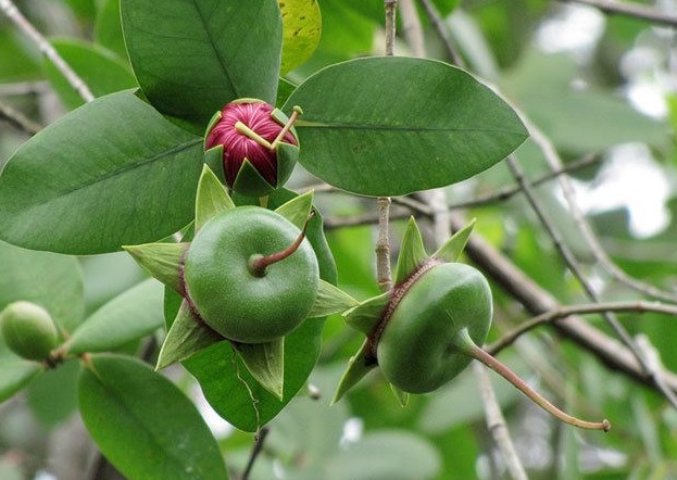 Thực vật có mạch